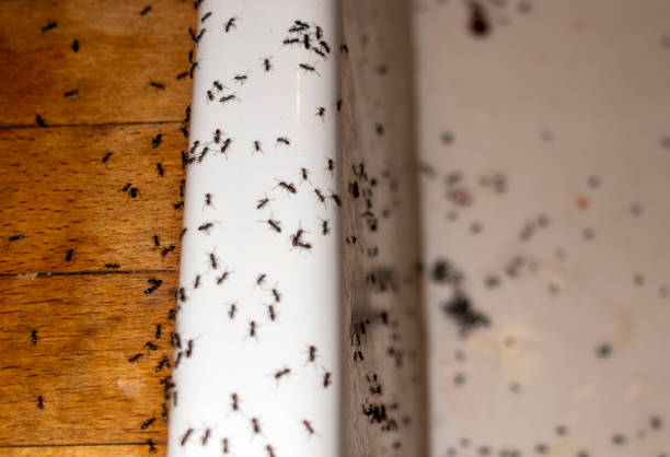Best Local Pest Control Services  in Greenwood, PA